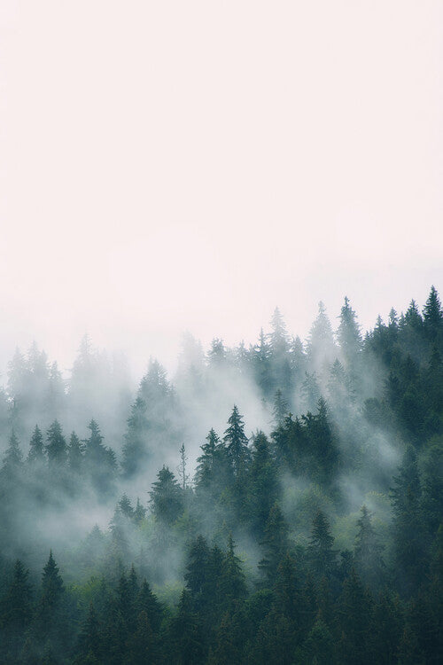 Leinwand Poster, Bilder Fog and forest, Sisi & Seb, 60 × 90 cm