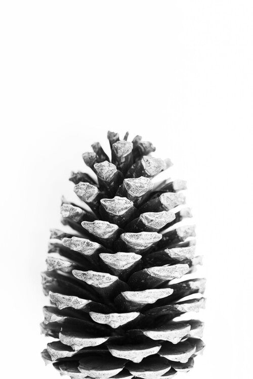 Leinwand Poster, Bilder Pinecone, Sisi & Seb, 60 × 90 cm
