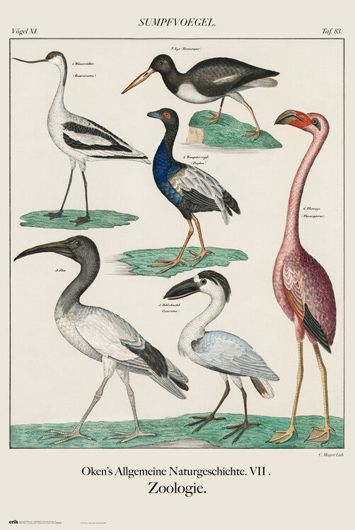 Vintage Birds, John James Audubon Poster, Plakat, 61 × 91.5 cm