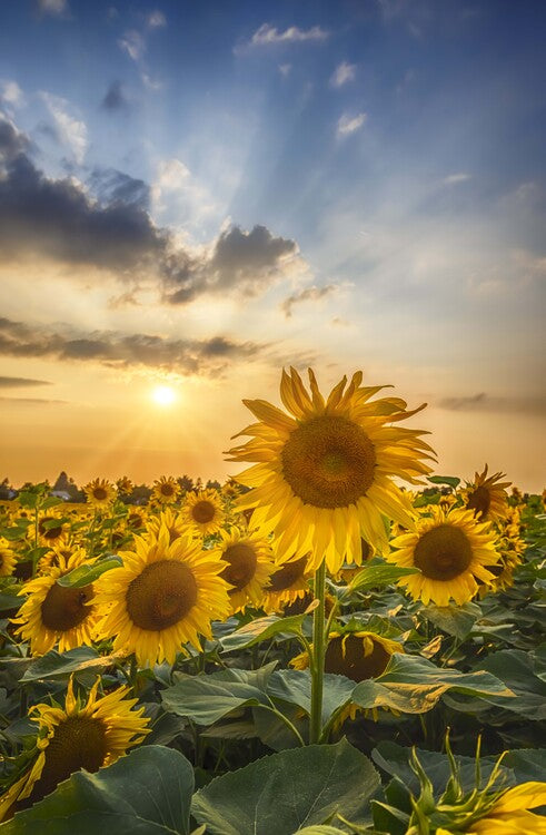 Leinwand Poster, Bilder Sunset with beautiful sunflowers, Melanie Viola, 60 × 90 cm