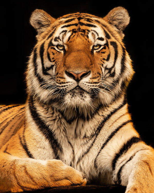 Leinwand Poster, Bilder I c U, Jorg Zimmermann, 65 × 80 cm