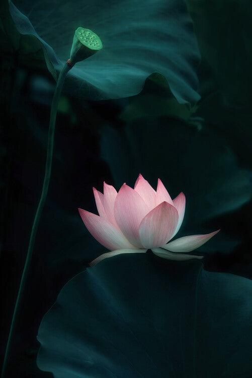 Leinwand Poster, Bilder Lotus Flower, Catherine W., 60 × 90 cm