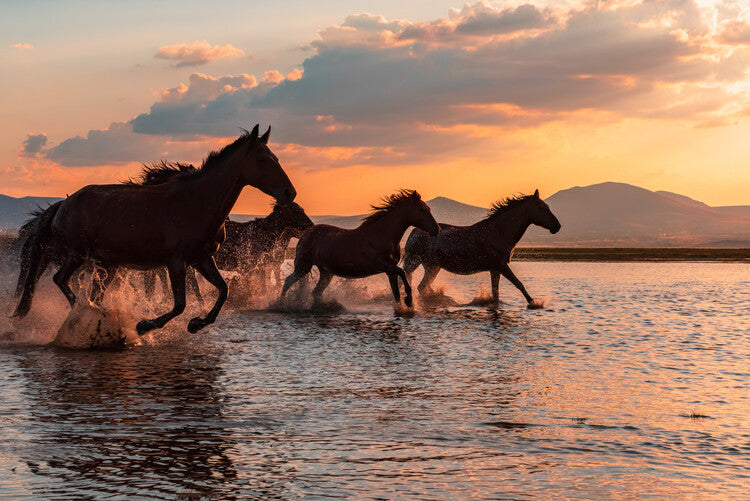 Leinwand Poster, Bilder WATER HORSES, BARKAN TEKDOGAN, 90 × 60 cm