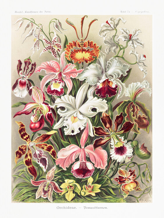 Orchideae–Denusblumen, Ernst Haeckel Poster, Plakat, 30 × 40 cm