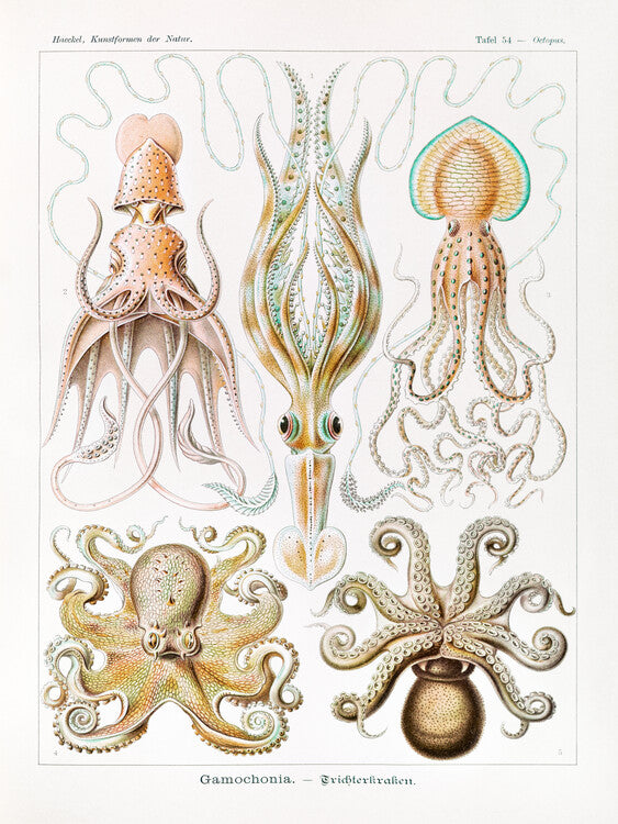 Gamochonia–Trichterkraken, Ernst Haeckel Poster, Plakat, 30 × 40 cm