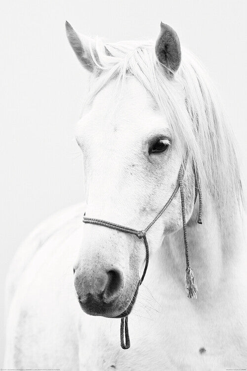 Horse - White Horse Poster, Plakat, 80 × 120 cm