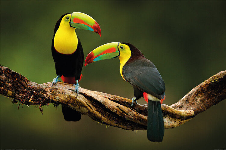 Birds - Toucan Poster, Plakat, 120 × 80 cm