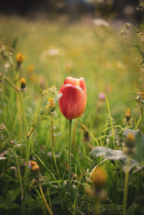 Leinwand Poster, Bilder Tulip, 60 × 90 cm