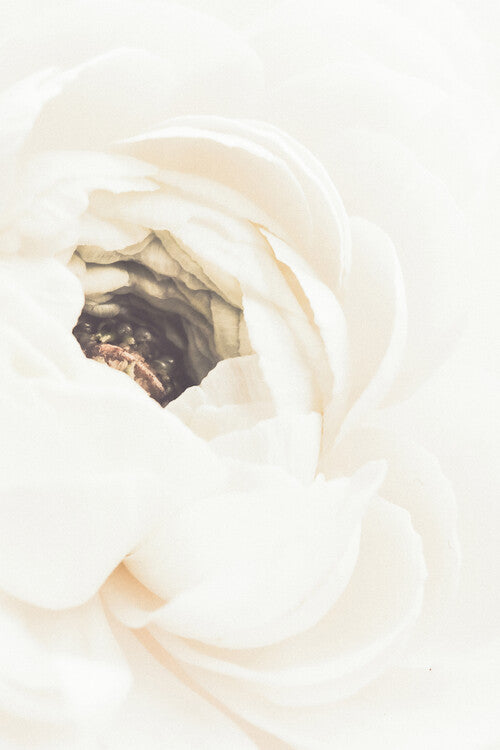 Leinwand Poster, Bilder White Flower, Studio Collection, 60 × 90 cm