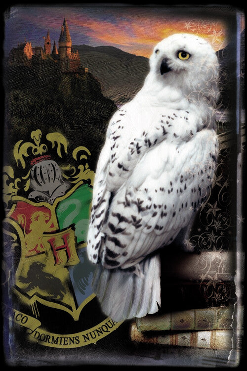 Harry Potter - Hedwig Poster, Plakat, 26.7 × 40 cm