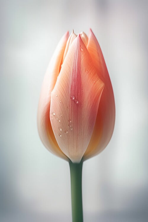 Leinwand Poster, Bilder Tulip on white background with water drop, 60 × 90 cm