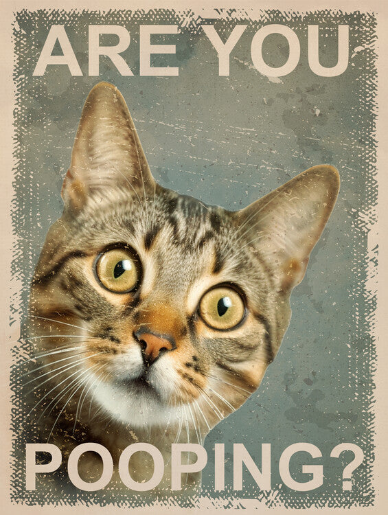 Leinwand Poster, Bilder Funny Cat: Are You Pooping?, 60 × 80 cm