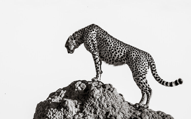 Leinwand Poster, Bilder the hunter, Ali, 90 × 55 cm