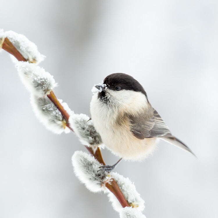 Leinwand Poster, Bilder Willow tit in winter., Annie Keizer, 70 × 70 cm
