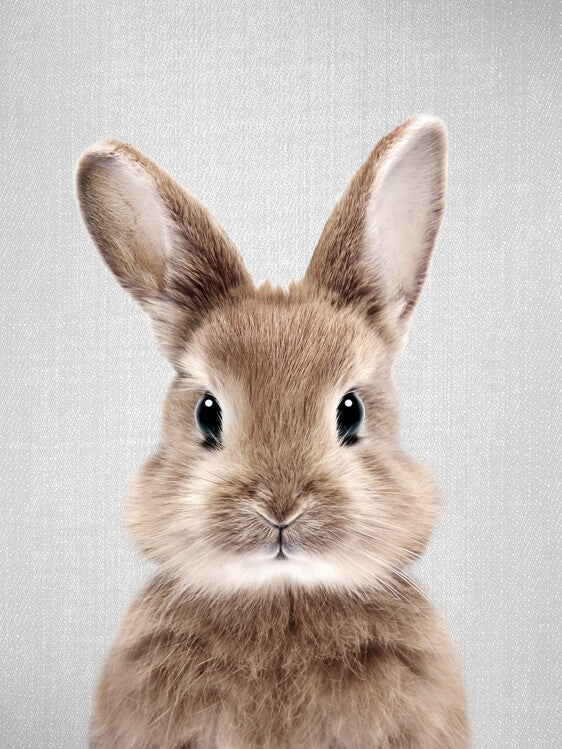 Leinwand Poster, Bilder Baby Rabbit, 60 × 80 cm