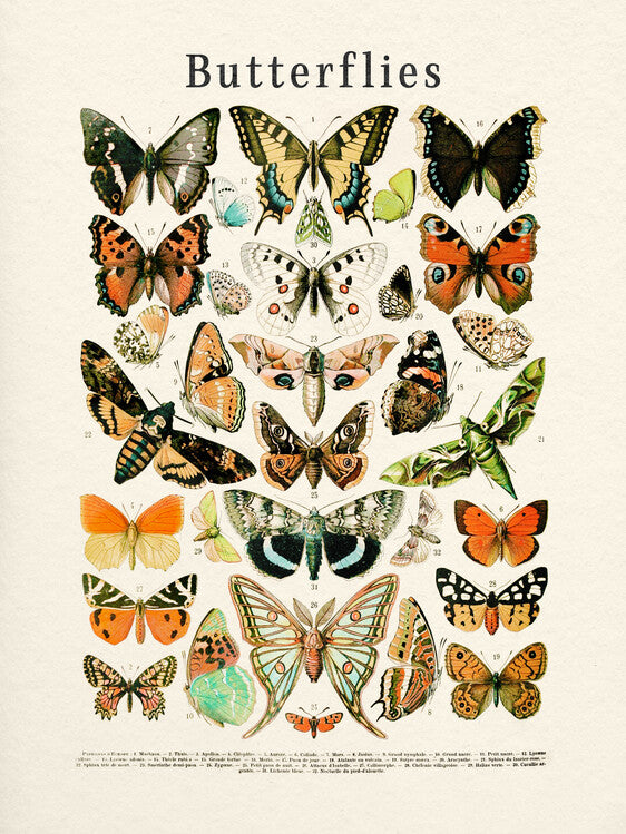 Leinwand Poster, Bilder Butterflies Collection, 60 × 80 cm