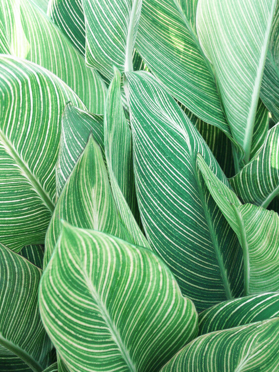Leinwand Poster, Bilder Tropical Leaves, 60 × 80 cm