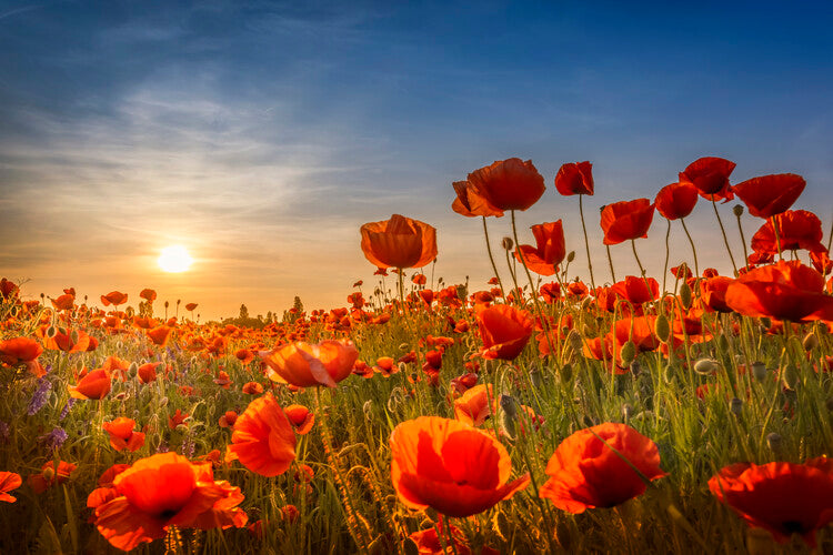 Leinwand Poster, Bilder Poppies in the sunset, 90 × 60 cm