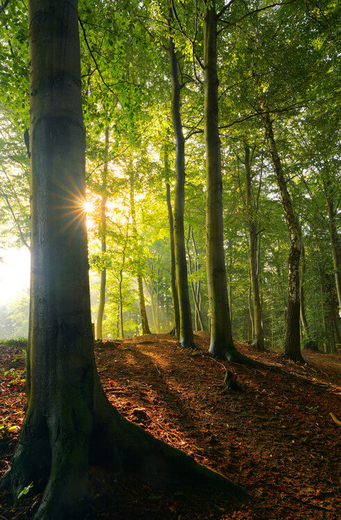 Leinwand Poster, Bilder Magic forest 11, 60 × 90 cm