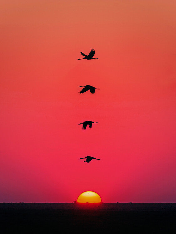 Leinwand Poster, Bilder Sunset Birds, 60 × 80 cm