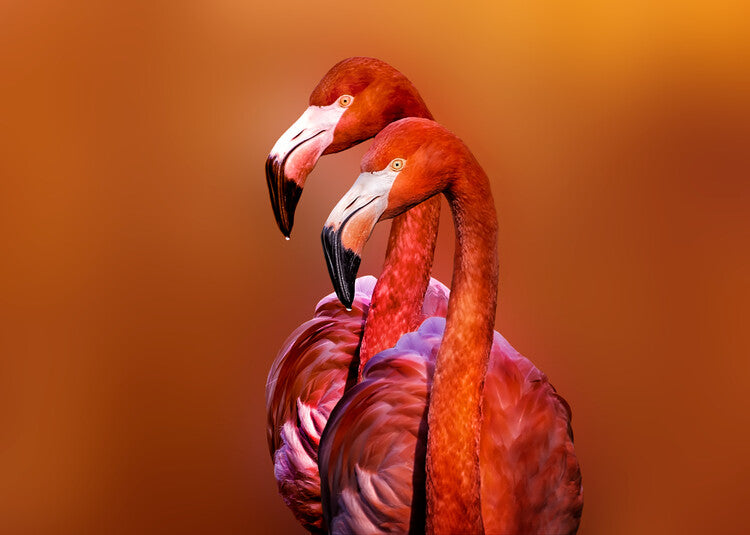 Leinwand Poster, Bilder Flamingo Portrait, Richard Reames, 90 × 65 cm