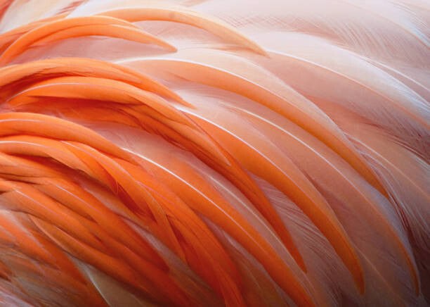 Leinwand Poster, Bilder Detail of Flamingo Feathers at Naples, Florida, Vicki Jauron, Babylon and Beyond Photography, 90 × 65 cm