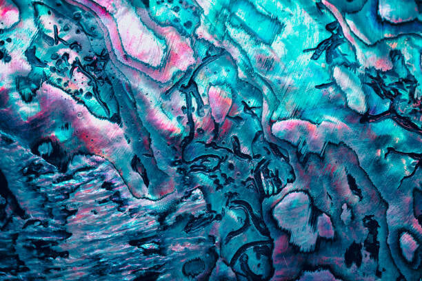 Leinwand Poster, Bilder new zealand paua shell in blue, Elen11, 90 × 60 cm