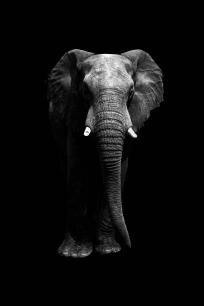 Leinwand Poster, Bilder Isolated elephant standing looking at camera, Aida Servi, 60 × 90 cm