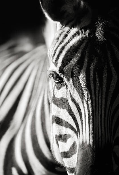 Leinwand Poster, Bilder zebra close-up, Freder, 60 × 90 cm