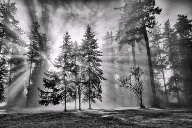 Leinwand Poster, Bilder Sun bursts in the rain forest,, LeonU, 90 × 60 cm