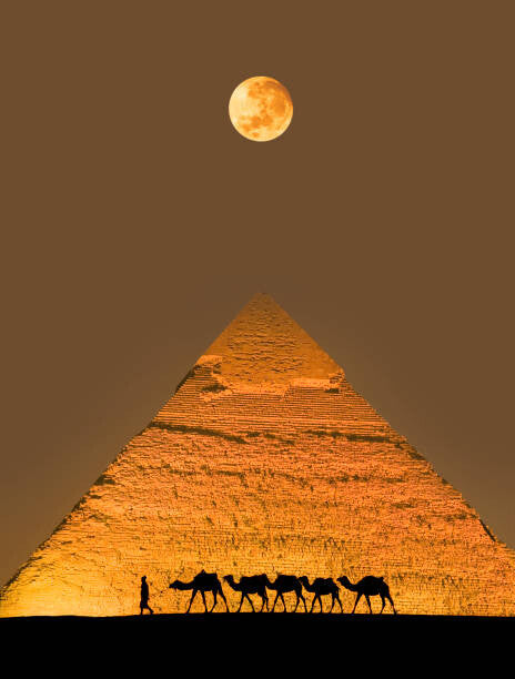 Leinwand Poster, Bilder Camel train and pyramid, Grant Faint, 70 × 90 cm