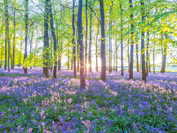 Leinwand Poster, Bilder Mesmerizing Bluebell Forest, 80 × 60 cm