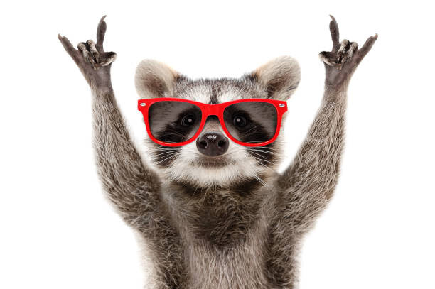 Leinwand Poster, Bilder Portrait of a funny raccoon in, Sonsedska, 90 × 60 cm