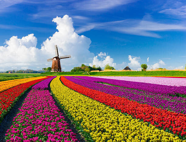 Leinwand Poster, Bilder Tulips and Windmills, JacobH, 90 × 70 cm