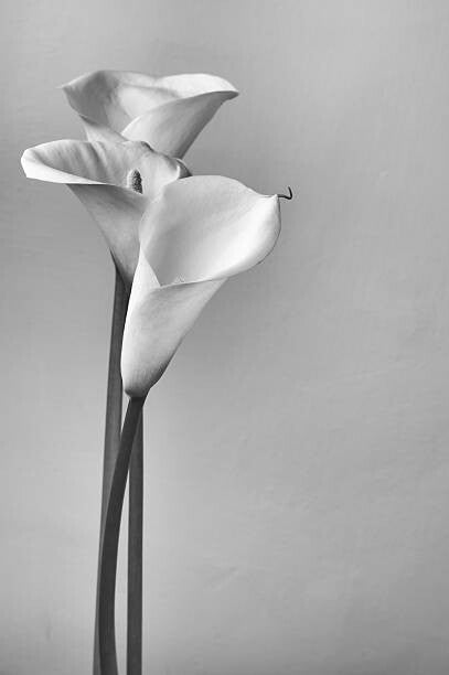 Leinwand Poster, Bilder Calla lilies, Svetl, 60 × 90 cm