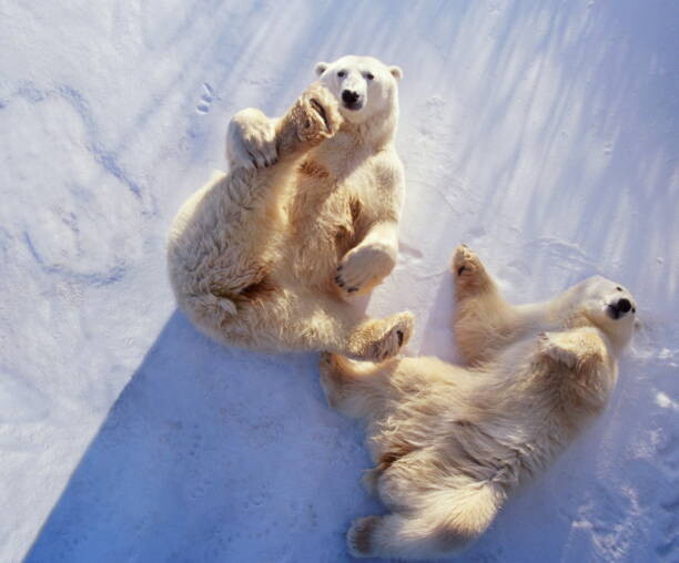 Leinwand Poster, Bilder Polar bears lying on backs,, George Lepp, 80 × 65 cm