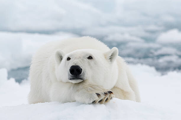 Leinwand Poster, Bilder Polar bear, dagsjo, 75 × 50 cm