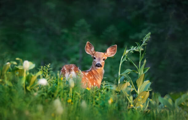 Leinwand Poster, Bilder Bambi Deer Fawn, Adria Photography, 100 × 65 cm