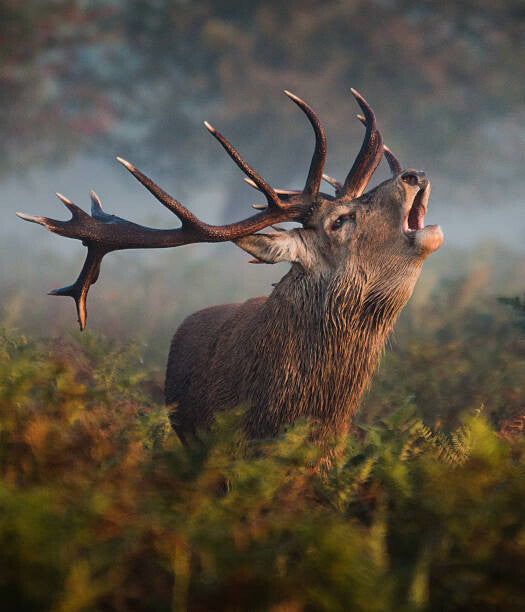 Leinwand Poster, Bilder Bellowing Stag, Alan Crossland, 70 × 80 cm