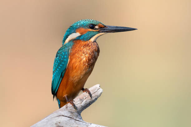 Leinwand Poster, Bilder Close-up of kingfisher perching on branch, Fabio Genovieri / 500px, 75 × 50 cm