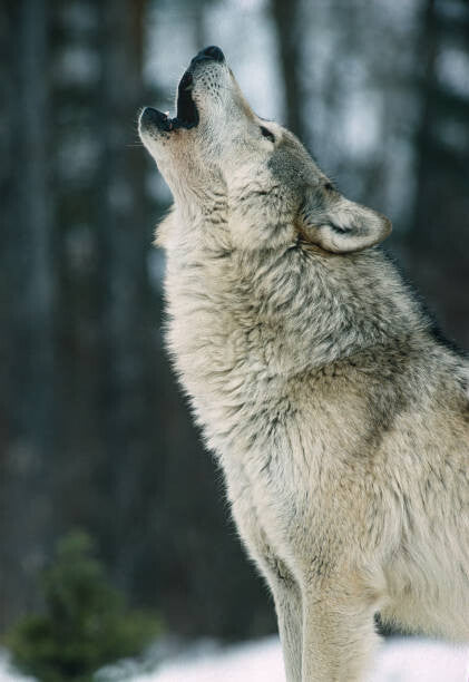 Leinwand Poster, Bilder The Gray wolf, Canis lupus,, Gerald Corsi, 70 × 100 cm