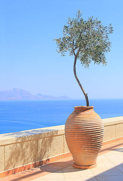 Leinwand Poster, Bilder Olive tree growing in a pot, itsabreeze photography, 60 × 90 cm