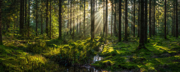 Leinwand Poster, Bilder Sunlight streaming through forest canopy illuminated, fotoVoyager, 100 × 40 cm