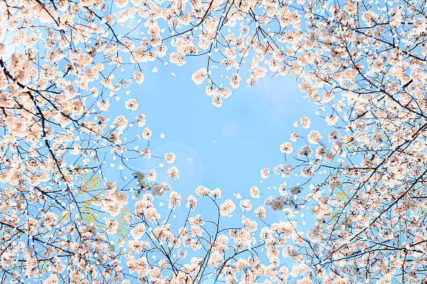 Leinwand Poster, Bilder Cherry blossom, YuriF, 90 × 60 cm