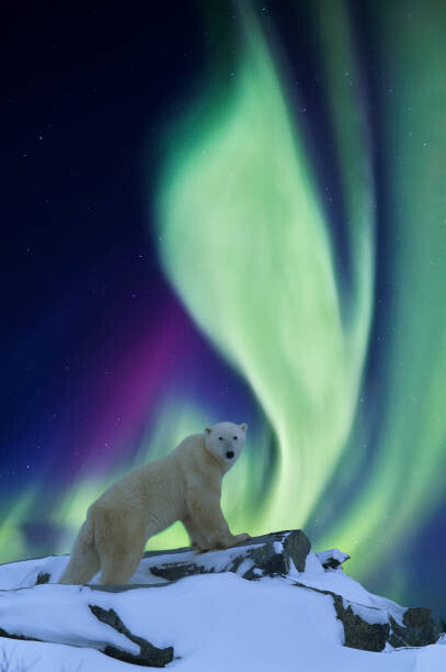Leinwand Poster, Bilder Aurora borealis and polar bear, Patrick J. Endres, 60 × 90 cm