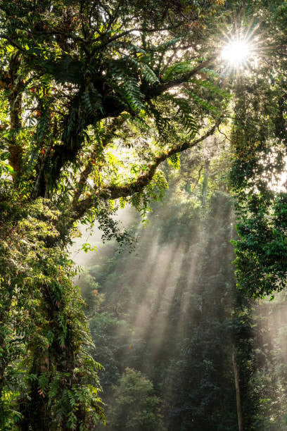 Leinwand Poster, Bilder Sunbeam in Tropical Rain forest in Danum Valley, Nora Carol Photography, 60 × 90 cm