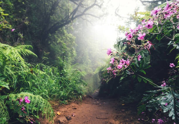 Leinwand Poster, Bilder Walking Path On Madeira Island, borchee, 100 × 70 cm