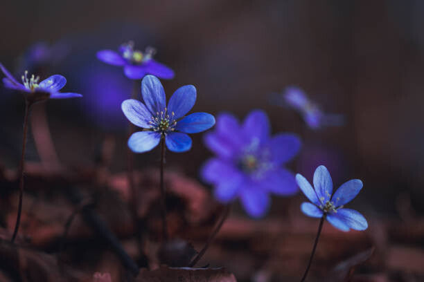 Leinwand Poster, Bilder Blue anemones on the forest floor, Baac3nes, 90 × 60 cm