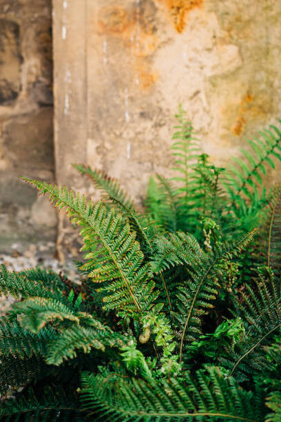 Leinwand Poster, Bilder Green fern leaves lush foliage., Olena Malik, 60 × 90 cm