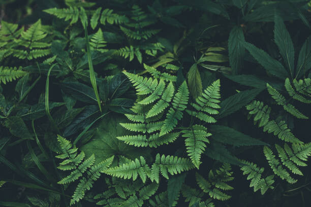Leinwand Poster, Bilder Jungle leaves background, Jasmina007, 90 × 60 cm
